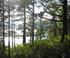 Nature's Healing Rhythms Natural Rhythms