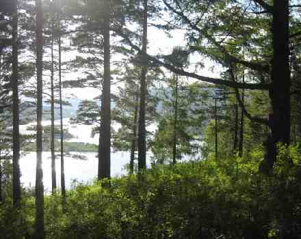 Nature's Healing Rhythms Natural Rhythms