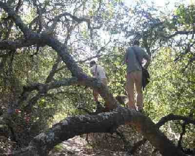 yogis on a tree yoga exercise like a wild tree