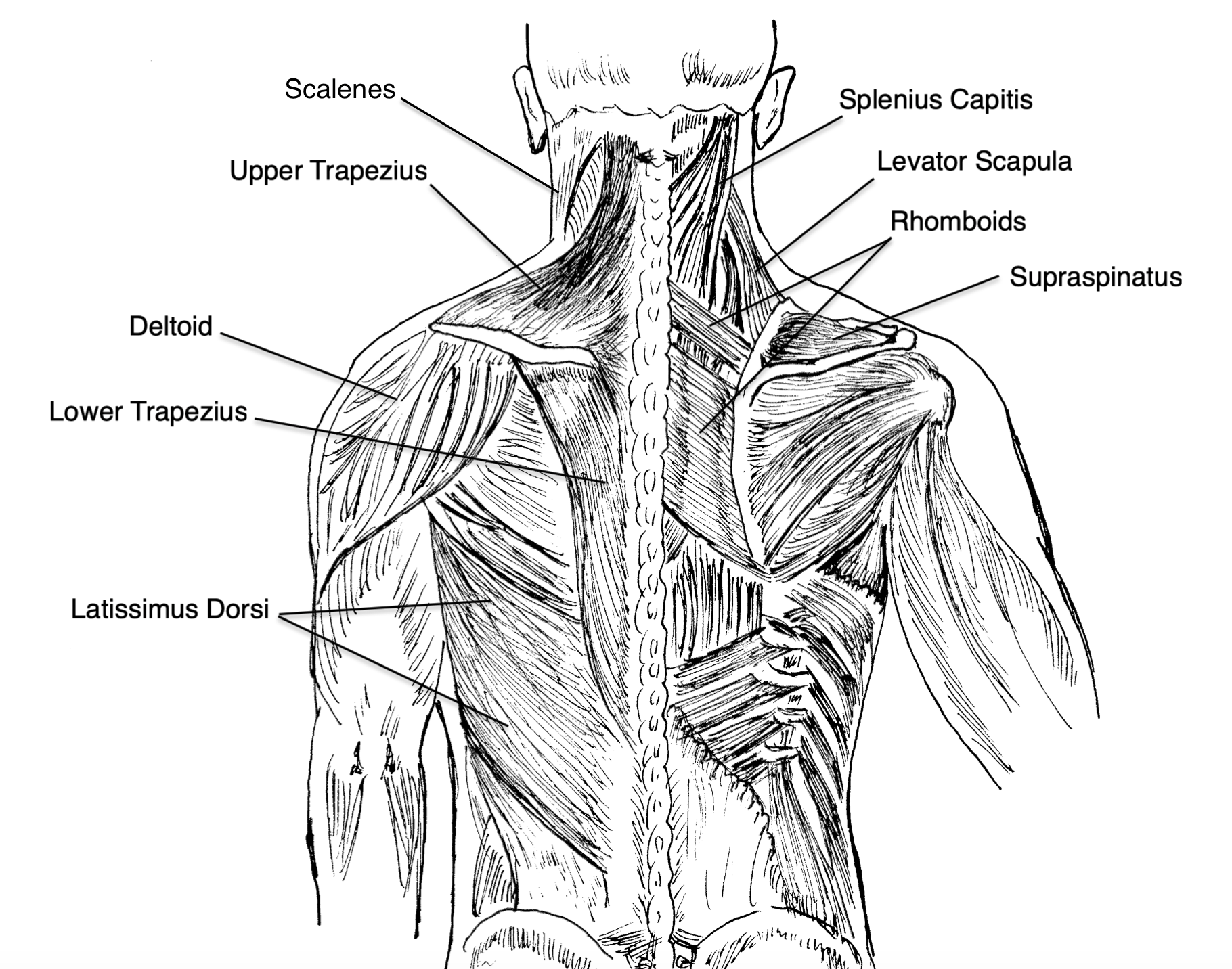 upper back muscles